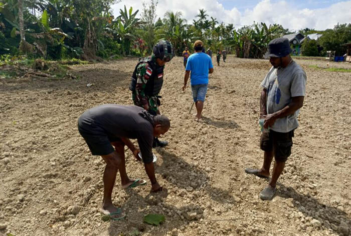 Upaya Tingkatkan Ketahanan Pangan, Satgas Yonif 310 KK Tanam Benih Jagung di Perbatasan