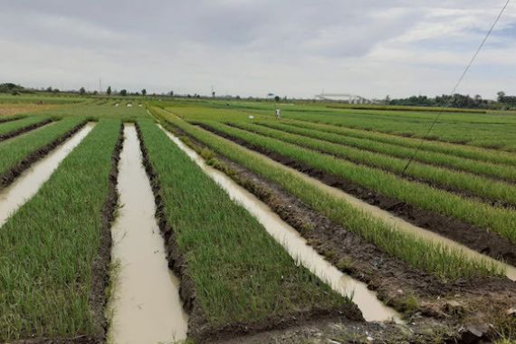 Dorong Produksi Pangan, Pemerintah Buka 40.000 Hektare Lahan di Merauke