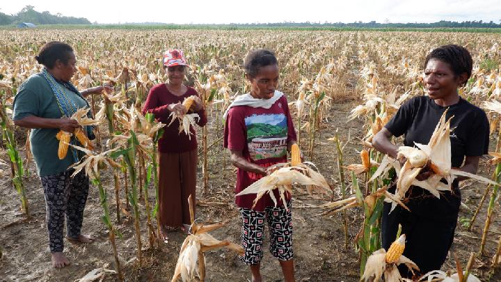 Dukungan Terhadap Proyek Food Estate di Papua Meningkat