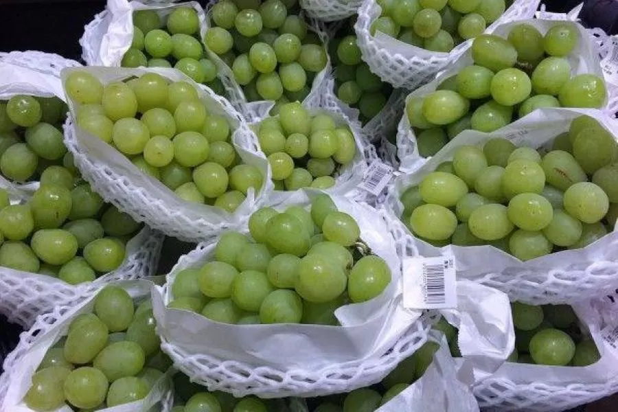 Kemenkes Soroti Keamanan Anggur Shine Muscat Terkait Residu Pestisida