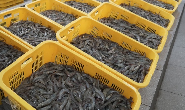Tarif Bea Masuk Antidumping Ekspor Udang Indonesia ke AS Turun, Namun Tidak Merata