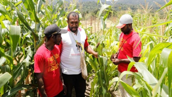 Program Ketahanan Pangan Papua: Wujudkan Kemandirian Pangan di Bumi Cenderawasih