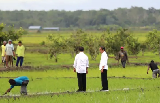Pemerhati Yakin ‘Food Estate’ Merauke Akan Berhasil