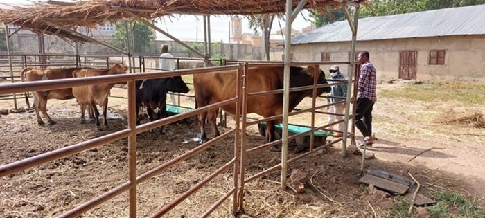 Indonesia Latih Peternak Afrika Program Teknologi Inseminasi Buatan