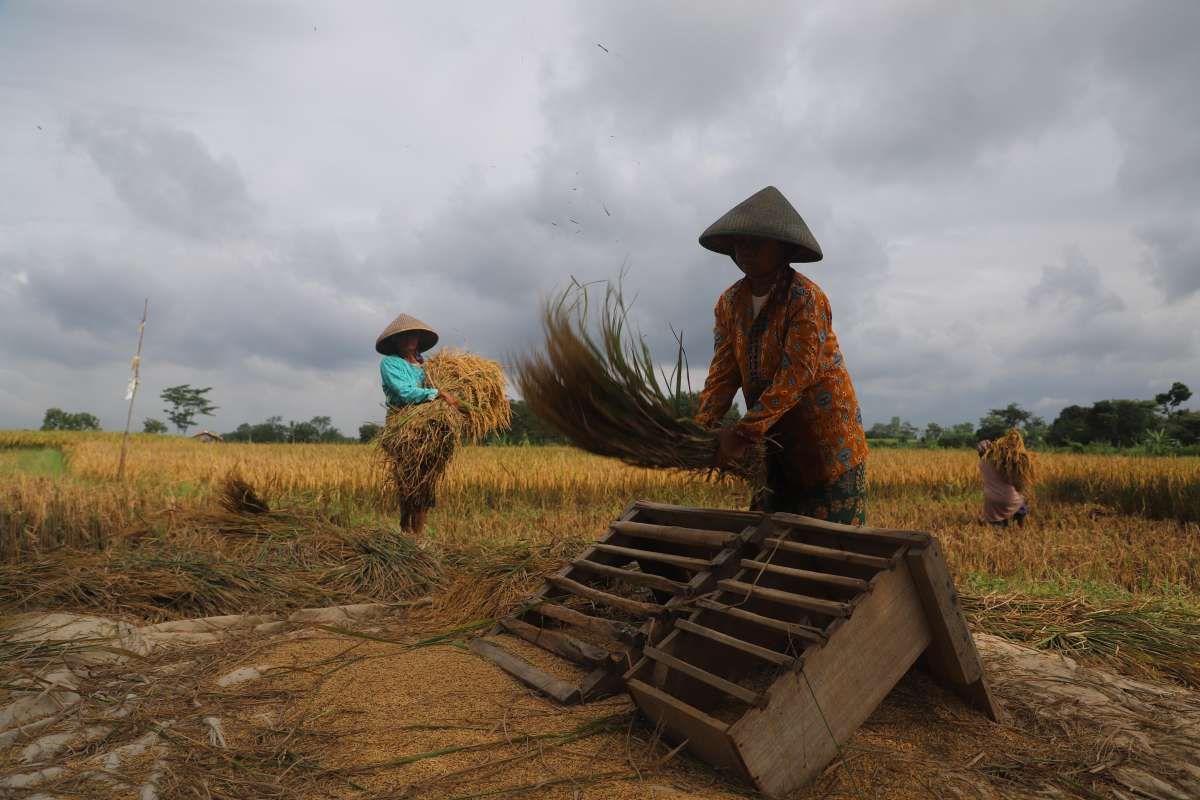 Sumatera Barat Siapkan Lahan 24.500 Hektare untuk Program Swasembada Pangan 2025