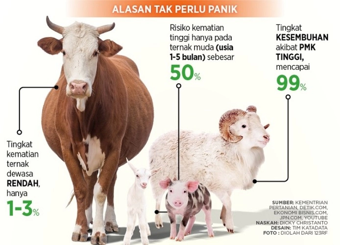 Jangan Panik ! Penyebaran Penyakit Mulut dan Kuku (PMK) Meluas di Seluruh Indonesia: Januari 2025