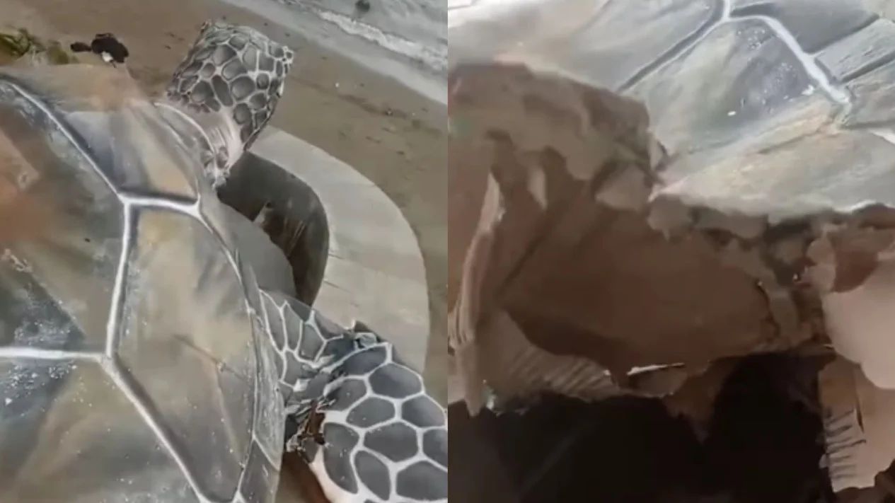 Patung Penyu Rp15,6 M di Sukabumi Rusak, Ternyata Dibuat dari Kardus!