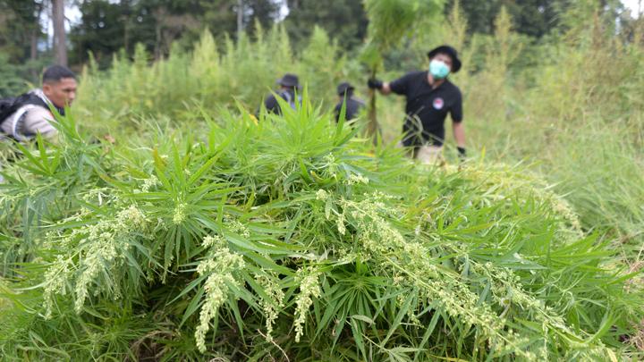 DPR Akan Panggil Menteri Kehutanan Terkait Temuan Ladang Ganja di Bromo Tengger Semeru