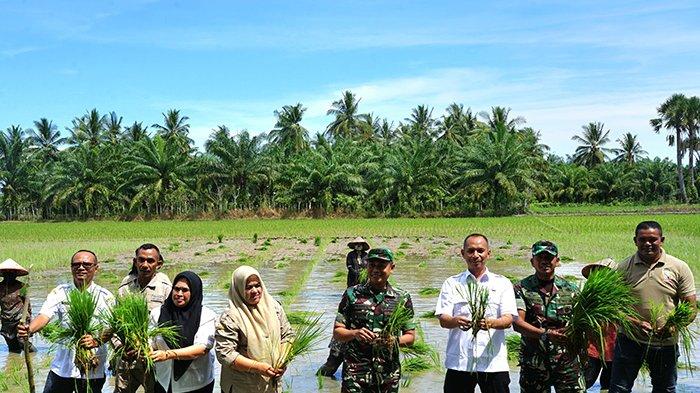 Aceh Utara Jadi Lumbung Padi Indonesia, Dandim Lanjutkan Program Presiden