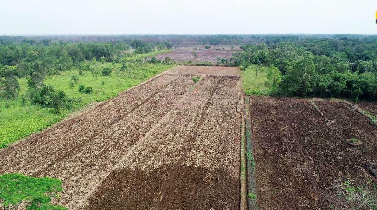 Tanam Raya Serentak 1,3 Juta Hektare, Prabowo Dorong Indonesia sebagai lumbung pangan dunia