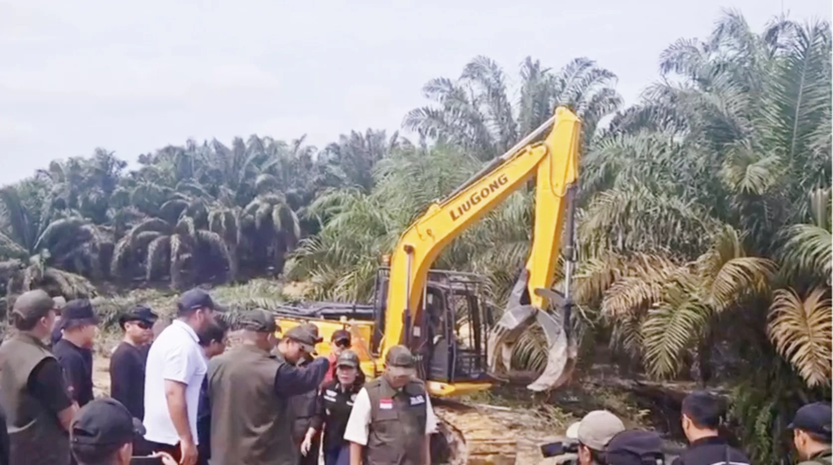Babak Baru Penegakan Hukum Lingkungan di Kawasan Konservasi, Sawit Ilegal TNTN Dibongkar