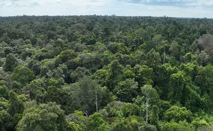 Satgas Penertiban Kawasan Hutan dan Tantangan Penyelamatan TNTN di Riau