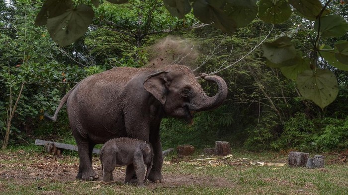 Penangkapan Cukong Perambah TNTN, Langkah Penting Selamatkan Habitat Gajah Sumatera