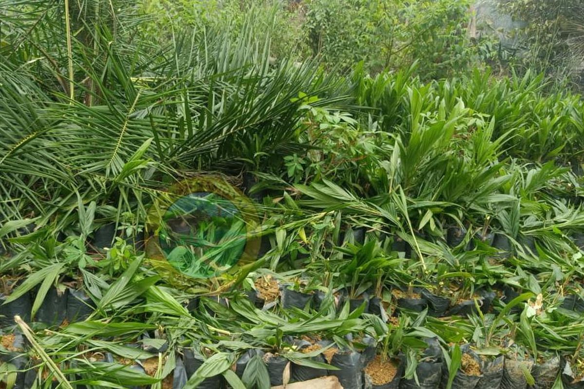 Satgas PKH Kuasai 1,01 Juta Ha Hutan: 406 Perusahaan Terlibat Penguasaan Ilegal