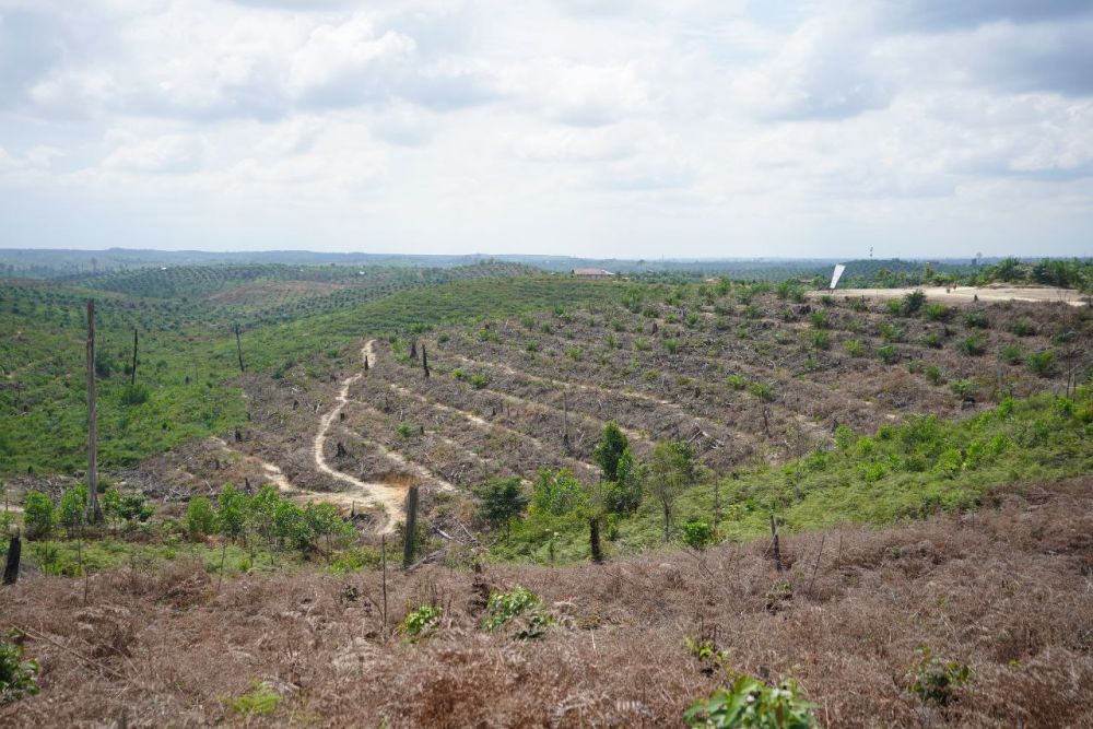 Kelompok Tani Serahkan 415 Hektare Kebun Sawit ke Negara, Rehabilitasi Kawasan TNTN Dimulai