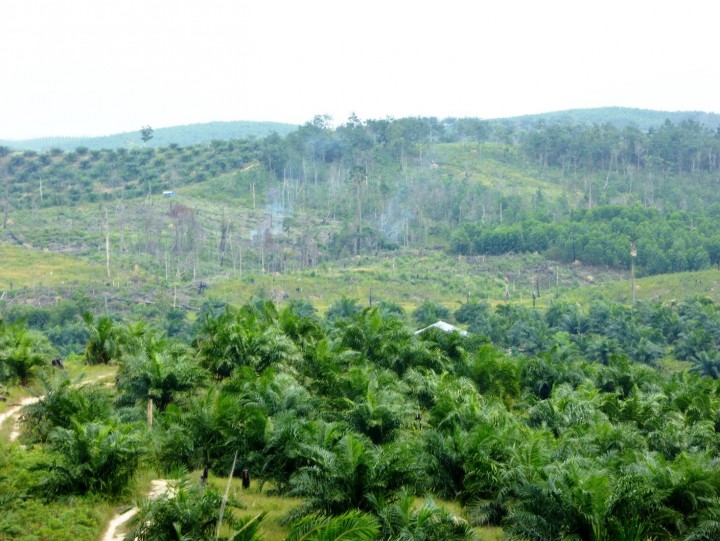 Program Reforestasi Tesso Nilo Capai Tahap Ketiga, 415 Hektare Lahan Kembali ke Negara