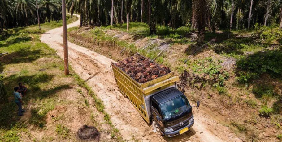 Sawit untuk Energi Nasional, Pemerintah Janji Jaga Lingkungan Papua