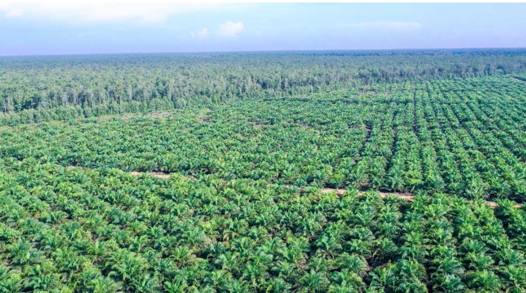 Swasembada Energi Jadi Fokus, Pemerintah Perkuat Produktivitas Sawit