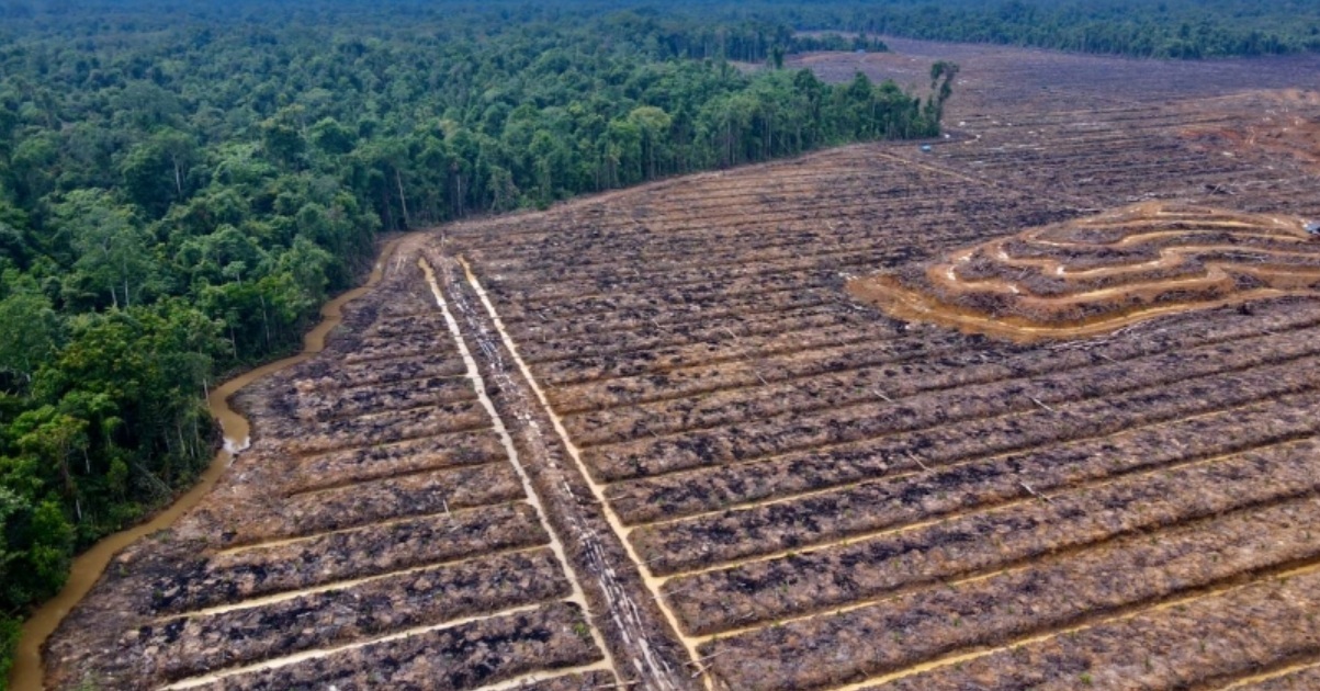 Pemerintah Tegaskan Pengembangan Sawit Papua Harus Berbasis Tata Kelola Lingkungan