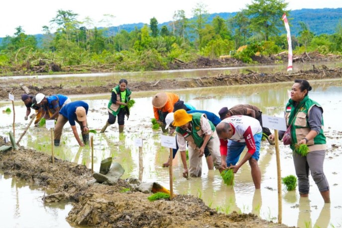 Menuju Swasembada Pangan, Papua Genjot Cetak Sawah Baru