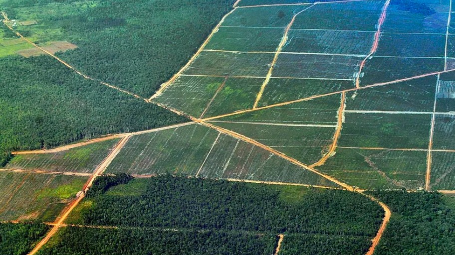 Pembukaan Hutan dan Lahan di Papua Untuk Kesejahteraan Rakyat