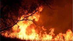 Sinergi Lintas Instansi Percepat Penanganan Karhutla di Taman Nasional Way Kambas