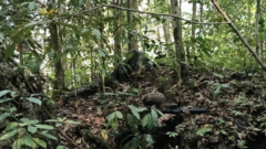 TNI Utamakan Keselamatan Warga dalam Operasi Pengamanan di Maybrat, Tiga Anggota OPM Dilaporkan Tewas