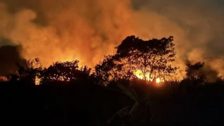 Penyelidikan Karhutla Meluas, Singapura Periksa Konsesi Lahan Perusahaan di Indonesia