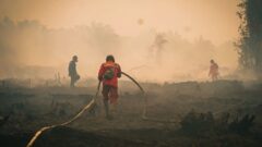 Pemerintah Tingkatkan Pemadaman Karhutla Tanjung Puting, Water Bombing Dilakukan 26 Kali